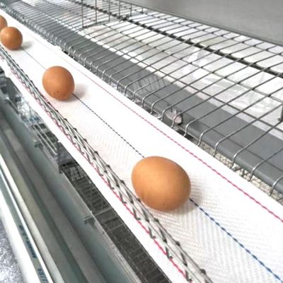 Ceinture chaude de collection d'oeufs de vente d'Annilte dans la ferme avicole
