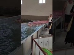 Machine d'évaluation complètement automatique d'avocat de poire